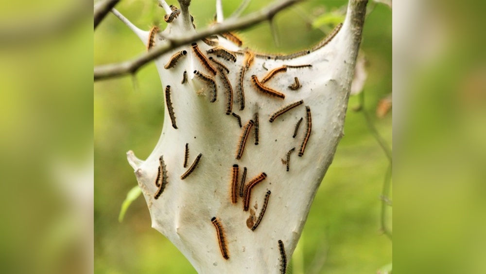 Gypsy Moth Nest Vs Tent Caterpillar